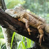 Iguana