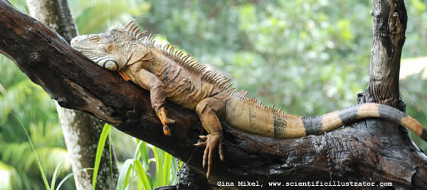 Iguana Sunning