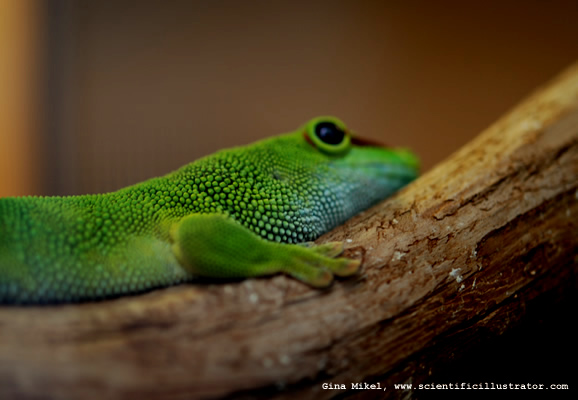Lizard