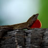 Lizard with Dewlap