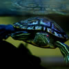 Red-Eared Slider
