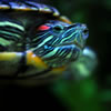 Red-Eared Slider