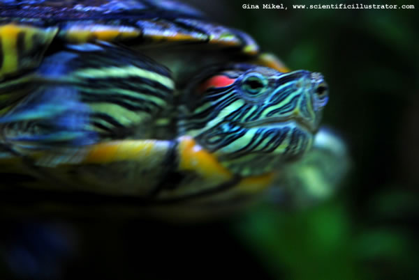 Red-Eared Slider