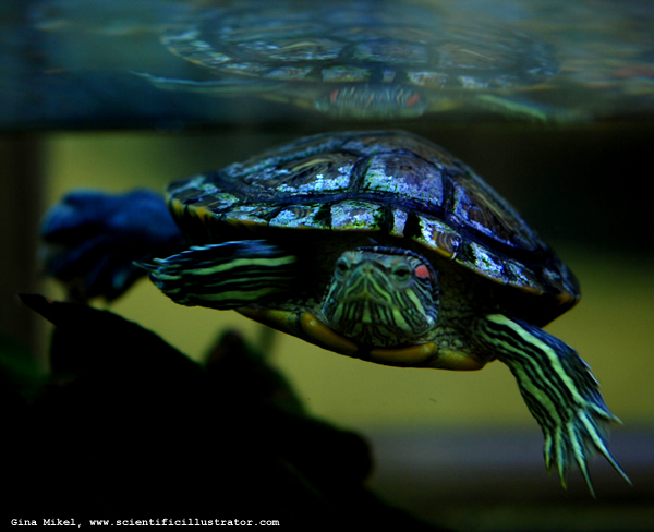 Red-Eared Slider