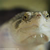 Common Snapping Turtle