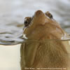Common Snapping Turtle