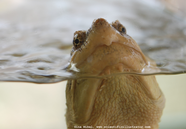 Common Snapping Turtle