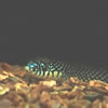 Speckled King Snake