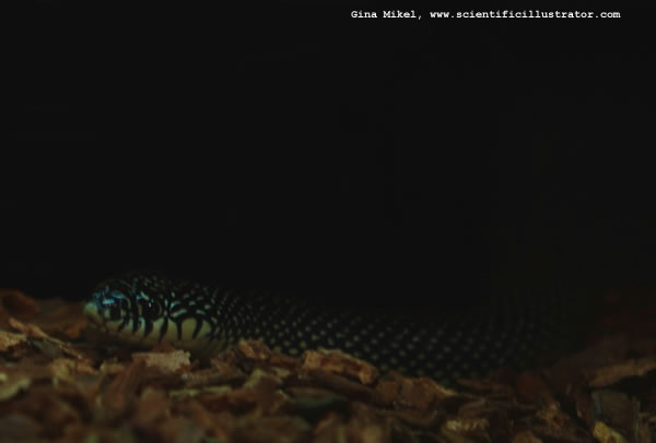 Speckled King Snake