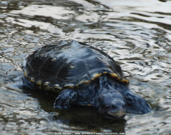 Turtle