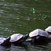 Turtles