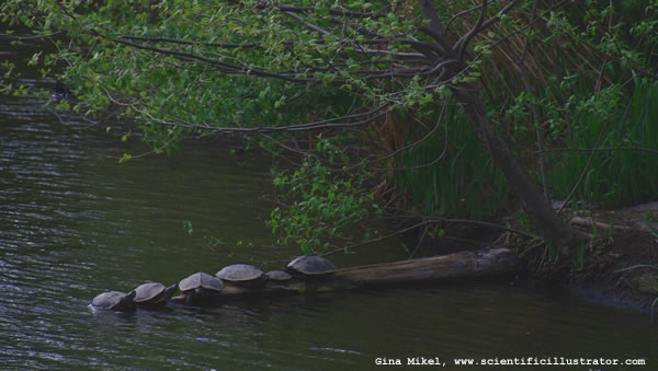 Turtles