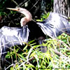 Anhinga