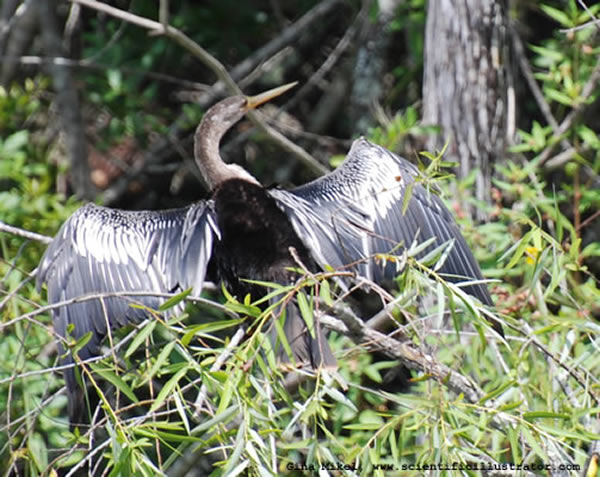 Anhinga