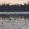 Bald Eagles