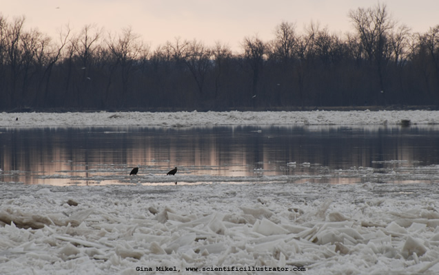 Bald Eagles on Mississipi River
