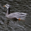 Bar-Headed Goose