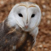 Barn Owl