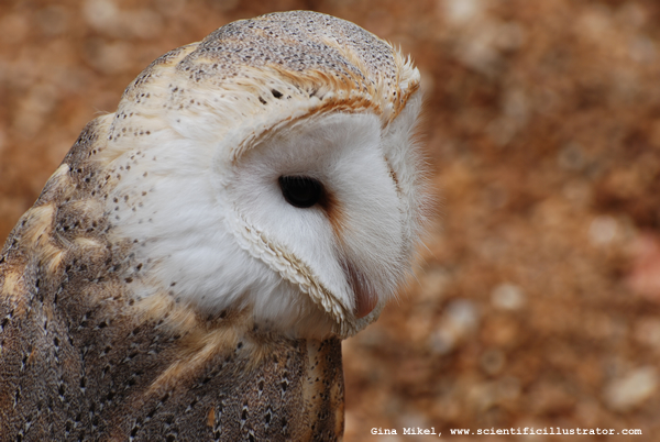 Barn Owl