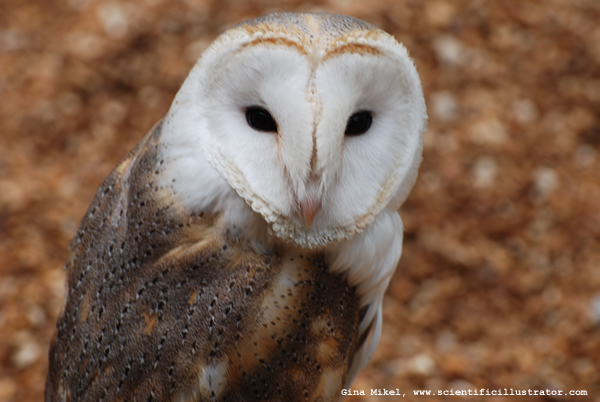 Barn Owl