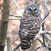 Barred Owl