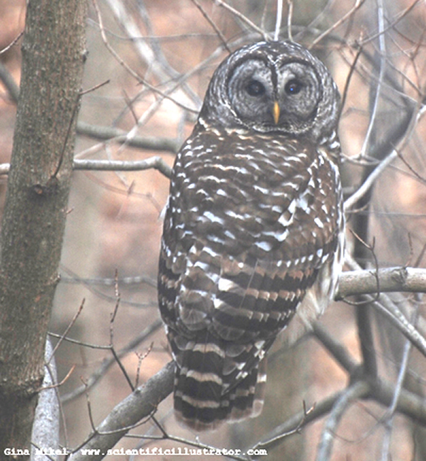 Barred Owl