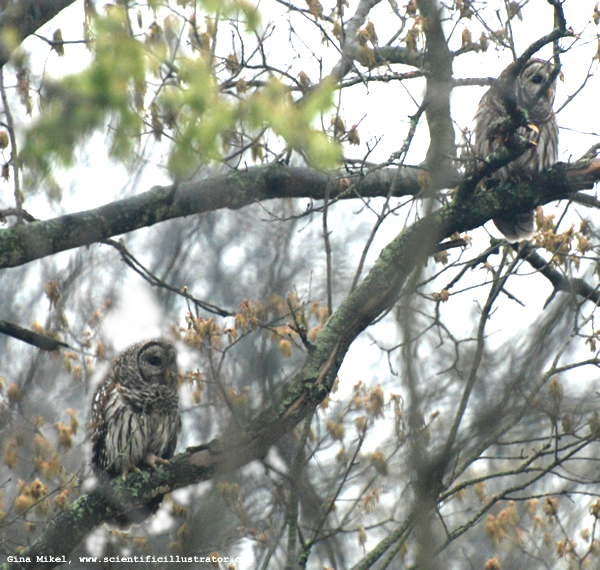 Barred Owls