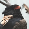 Bateleur Eagle