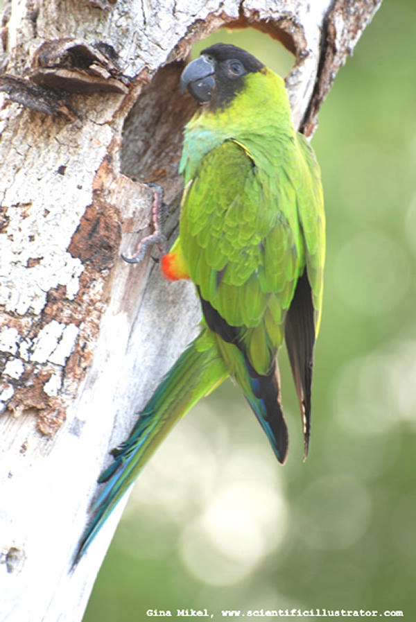 Nanday Conure