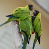Black-Capped Conures