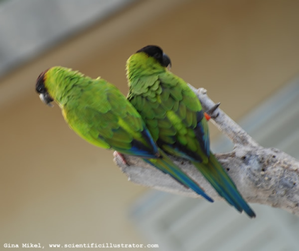 Nanday Conures