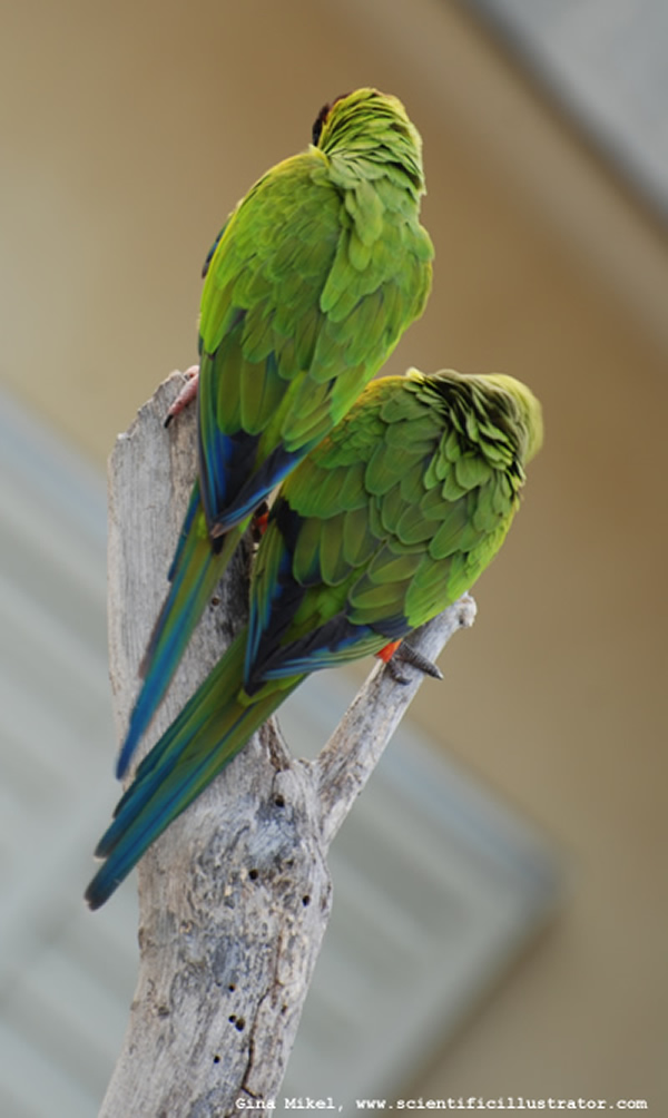 Nanday Conures