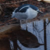 Black-Crowned Night Heron