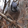 Bluejay