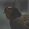 Cabot's Tragopan