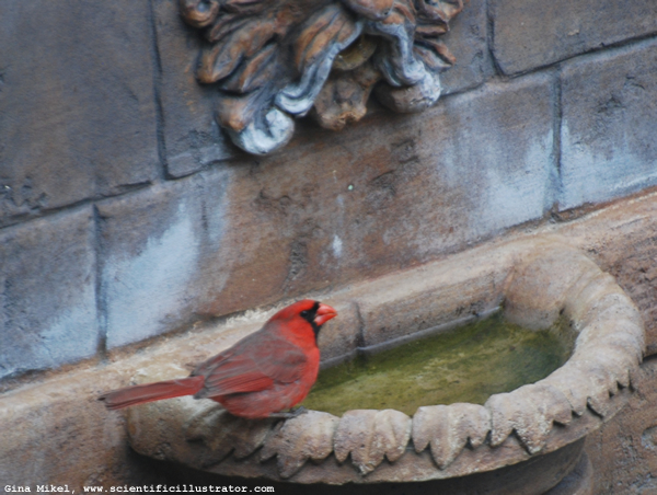 Cardinal