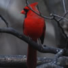 Cardinal