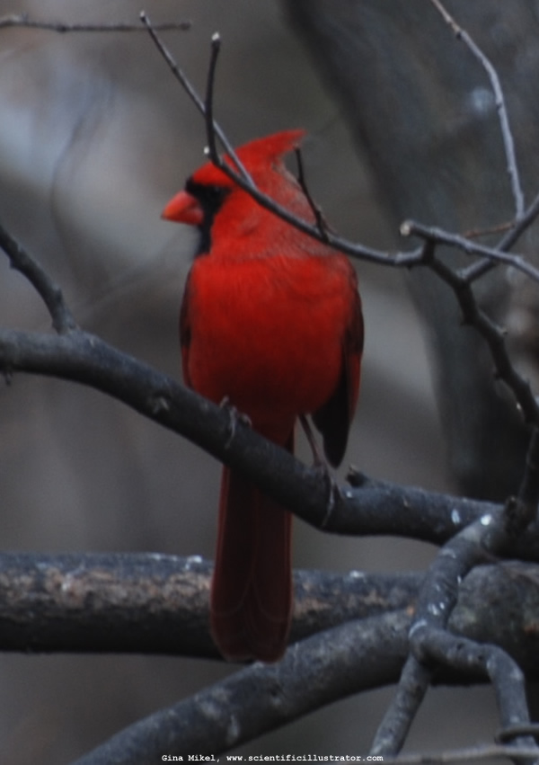 Cardinal
