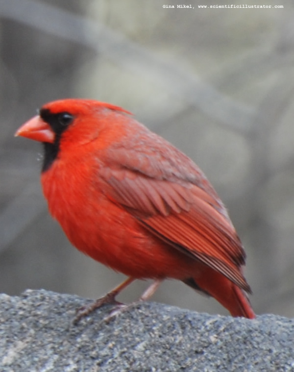 Cardinal