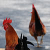 Chickens