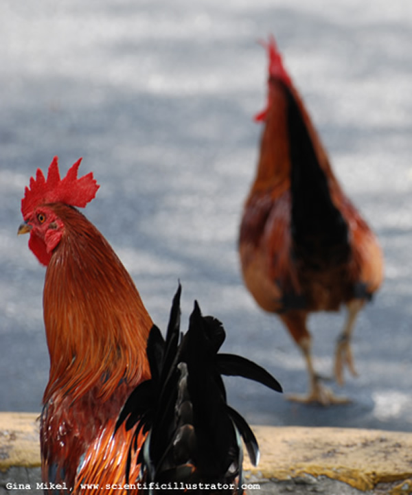 Chicken