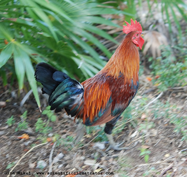 Chicken