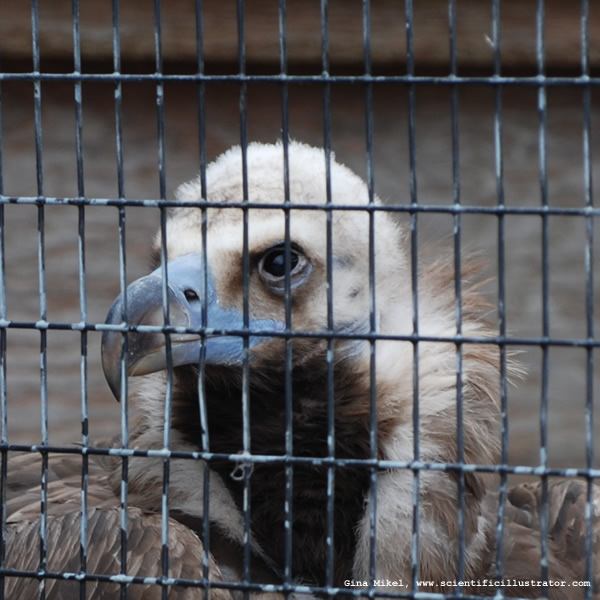 Cinereous Vulture