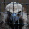 Cinereous Vulture