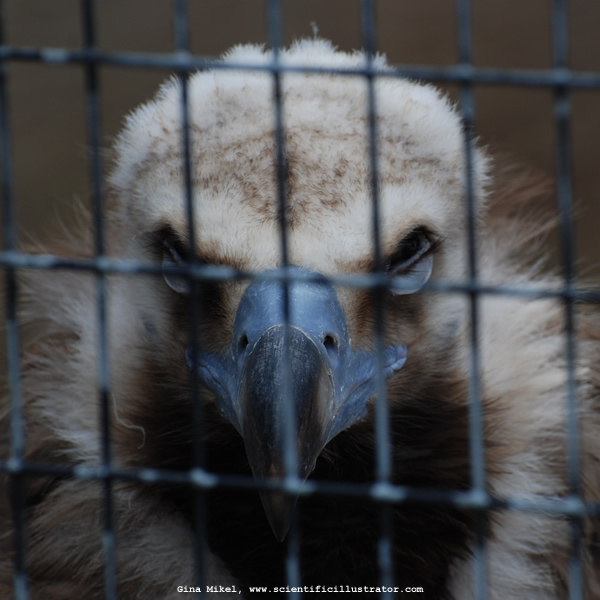 Cinereous Vulture