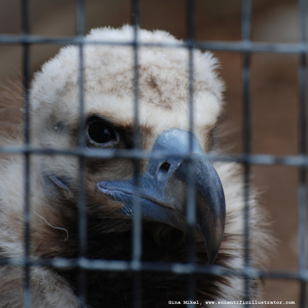 Cinereous Vulture