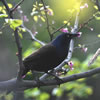 Common Grackle