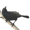 Common Grackle