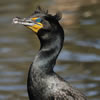 Double-Crested Cormorant