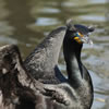 Double Crested Cormorant